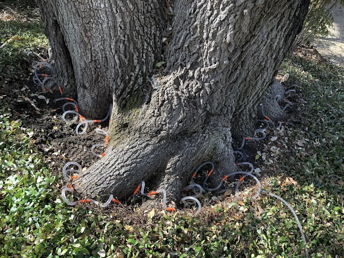 Detailed Tree Cabling and Bracing job site in Muldrow