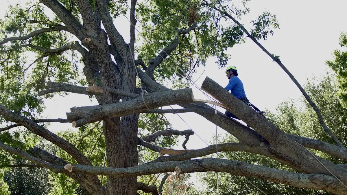 Professional Crown Thinning performed by certified arborists in Muldrow